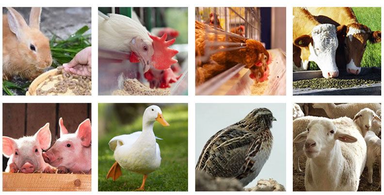 poultry animal for feeding